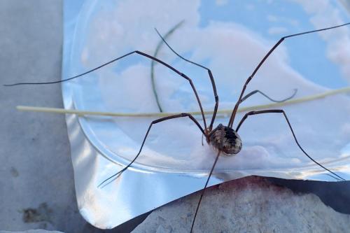 Réf. 298 409 : Phalangium opilio